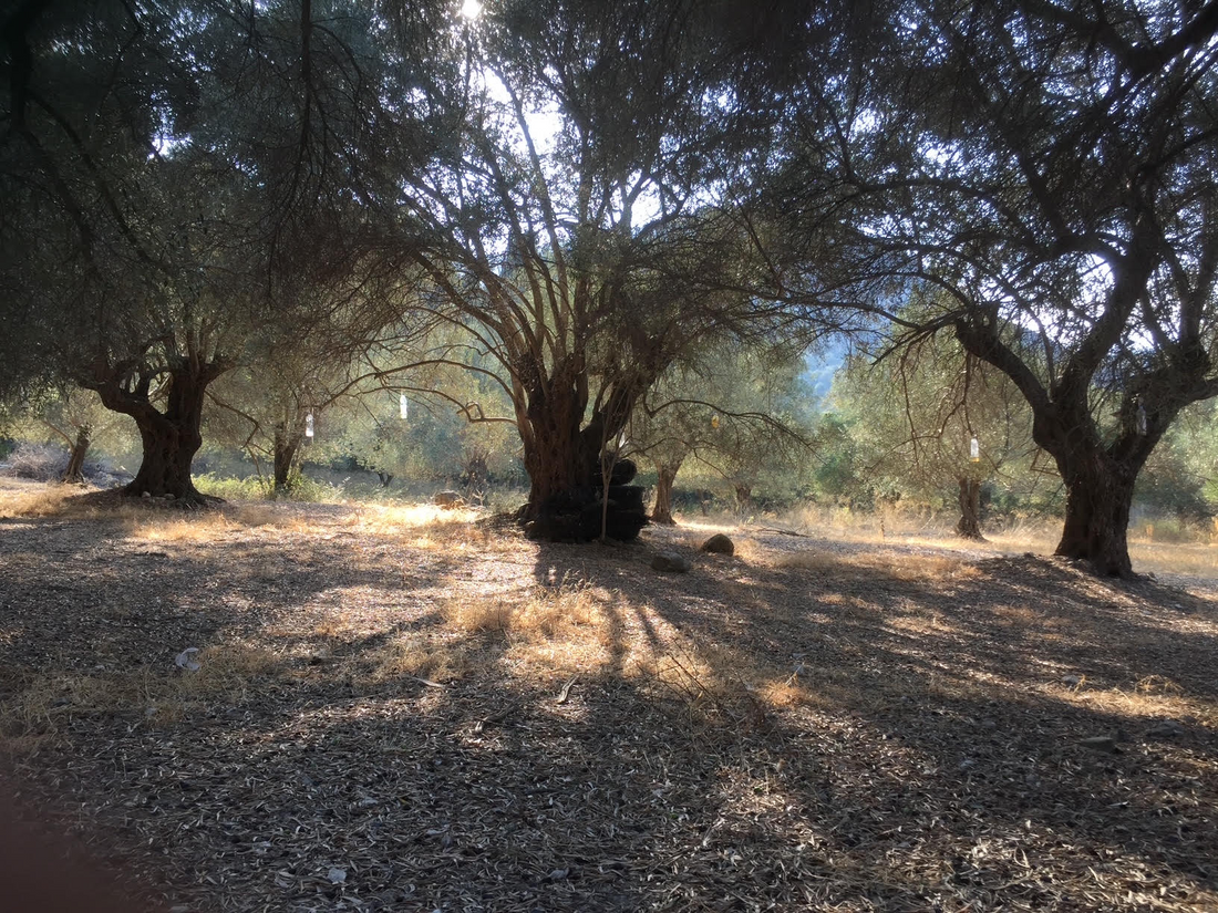 Discover Zoï-la-vie: Aishiteru's new partner for organic cretan delights